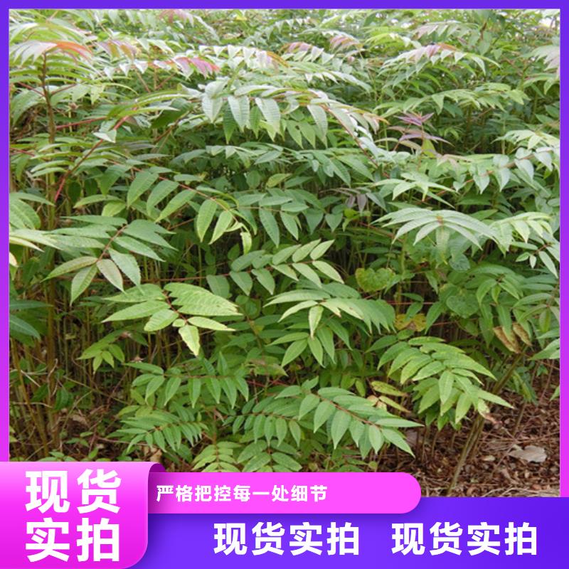 香椿苹果苗生产经验丰富