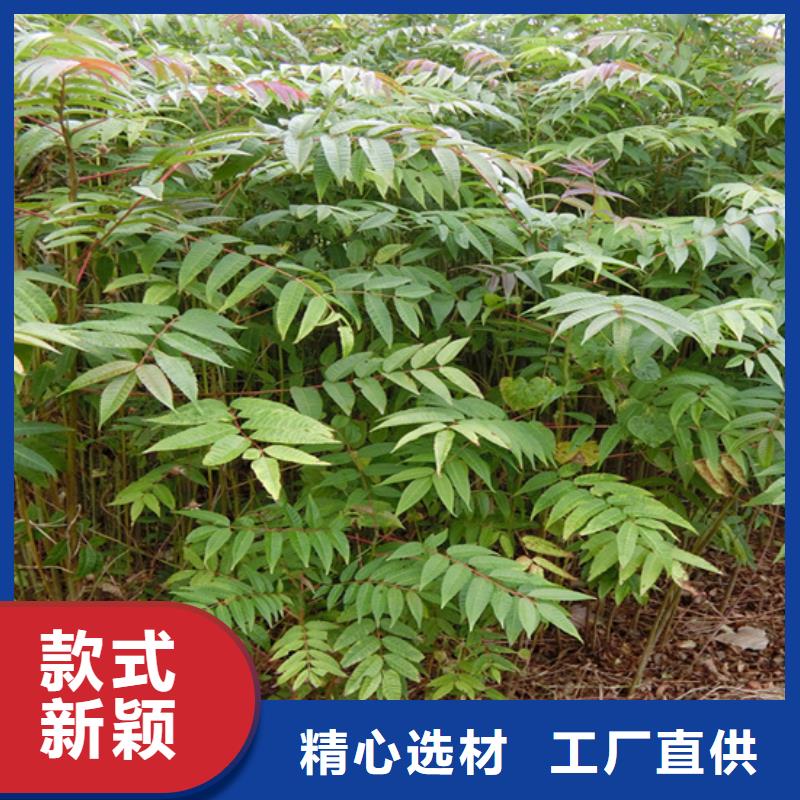 香椿苹果苗用心服务