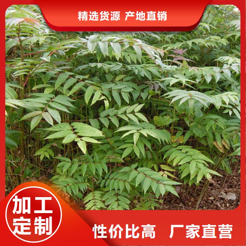 【香椿苹果苗种类多质量好】