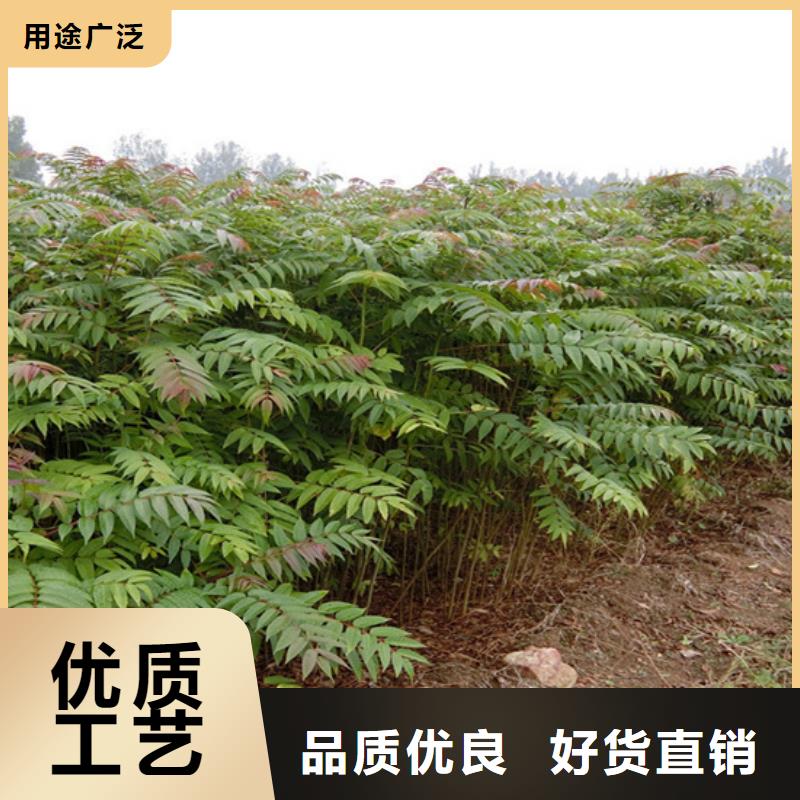香椿-蓝莓苗选择大厂家省事省心