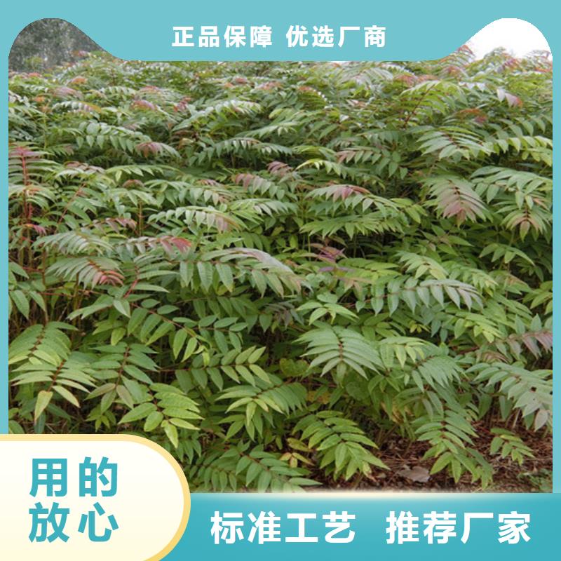 【香椿】樱桃苗一站式厂家