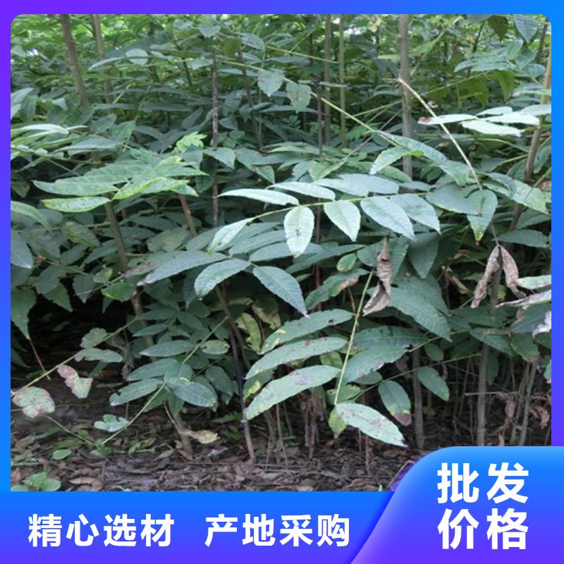 香椿苹果苗品质之选