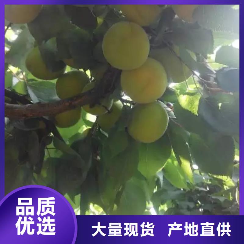 杏石榴树质量层层把关