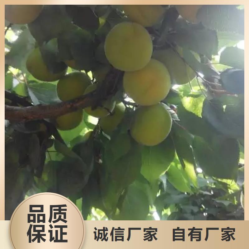 杏_【无花果苗】源厂供货