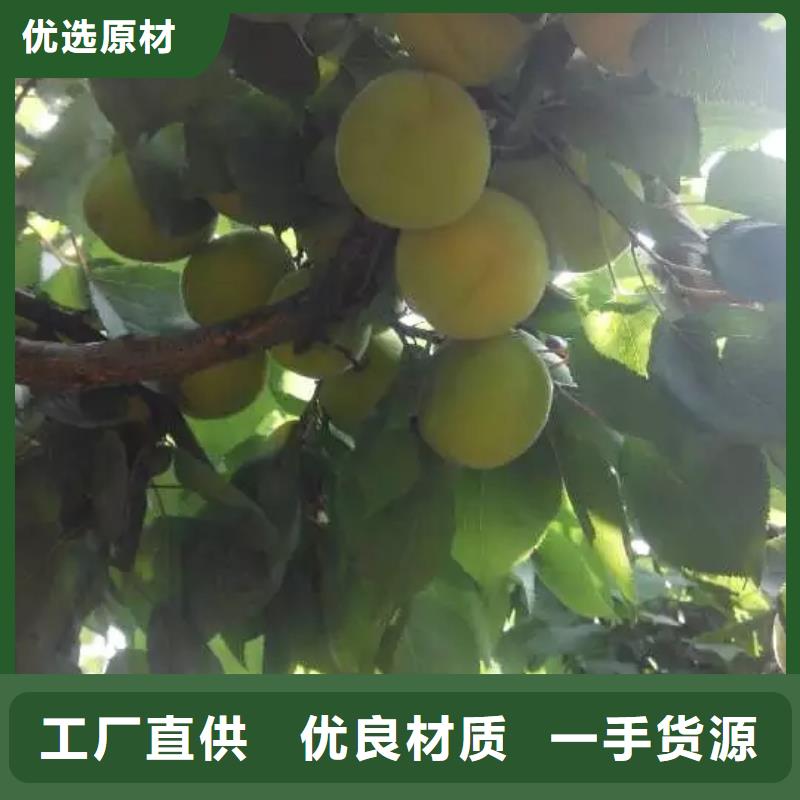 杏_【无花果苗】源厂供货