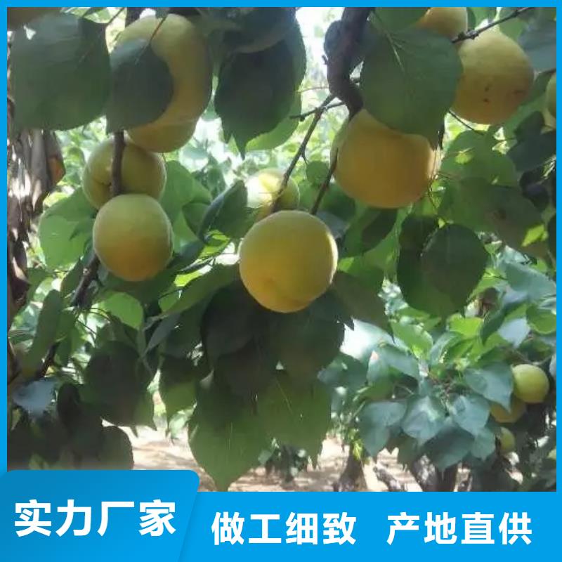 杏樱桃苗无中间商厂家直销