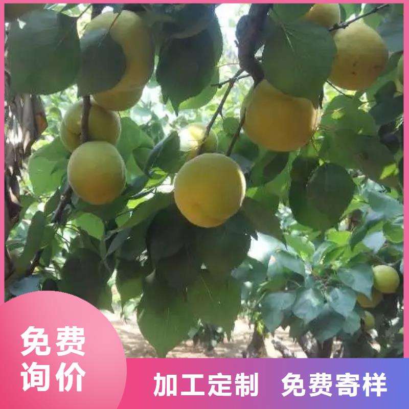 杏石榴苗款式多样