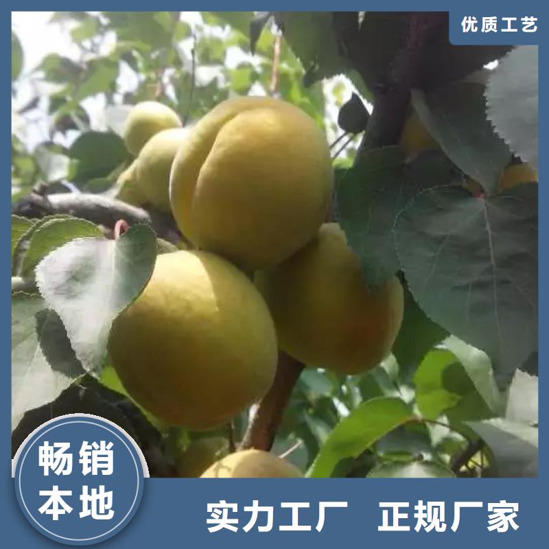 杏樱桃苗实拍品质保障
