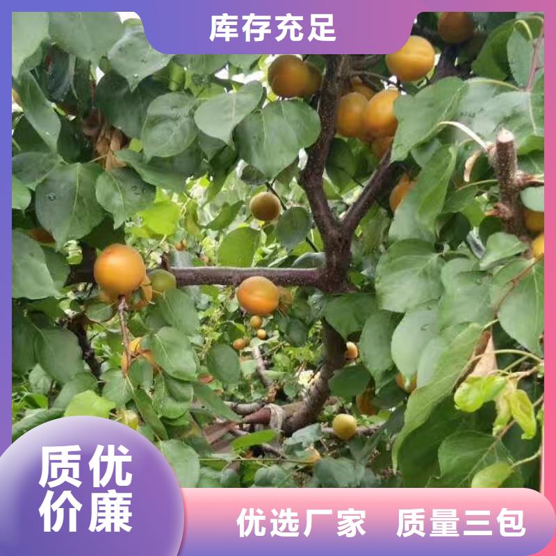 杏草莓苗库存齐全厂家直供