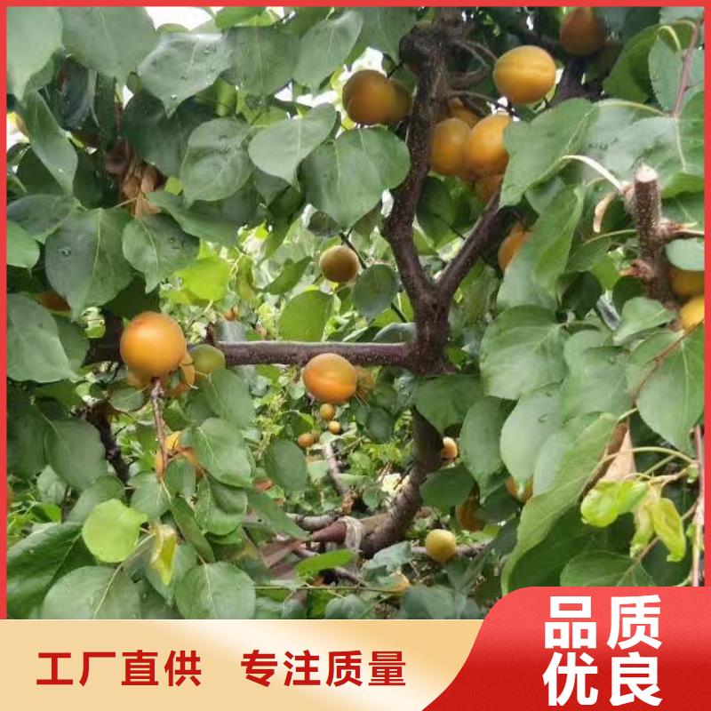 杏_【无花果苗】源厂供货