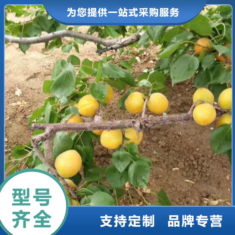 【杏苹果苗专注质量】