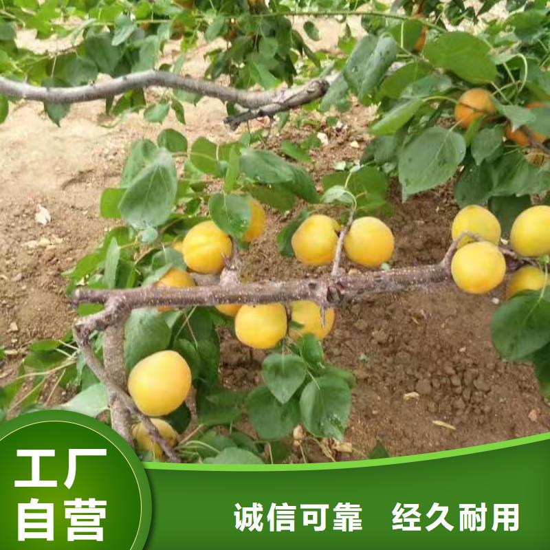 杏猕猴桃苗产品优良