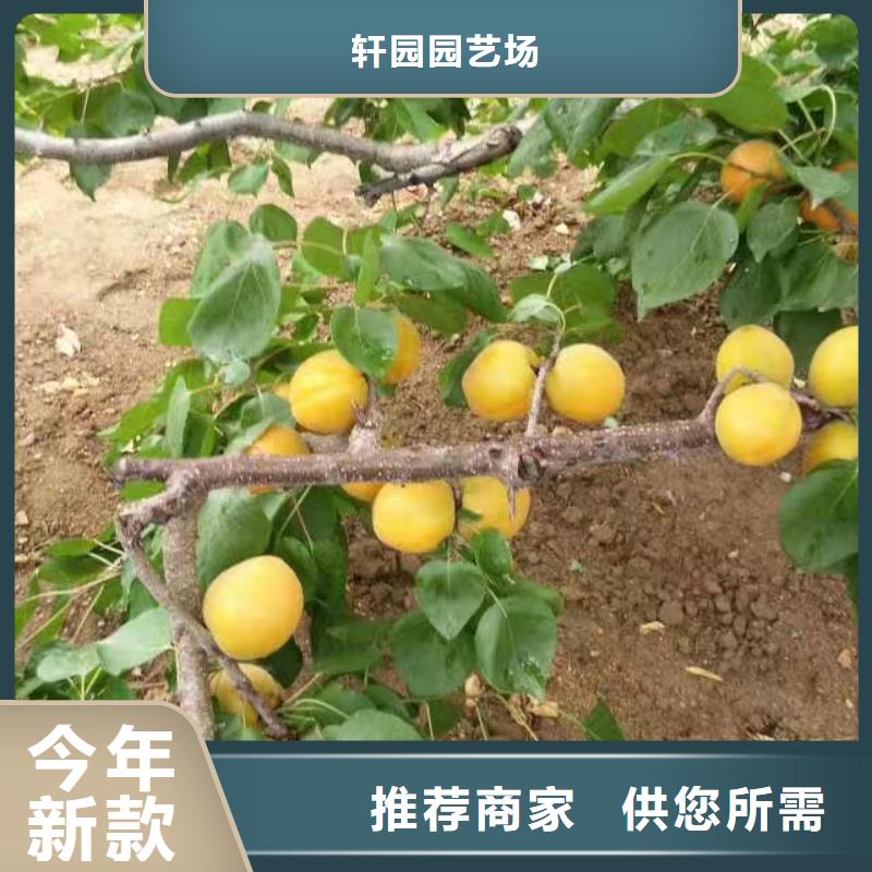 杏石榴苗款式多样