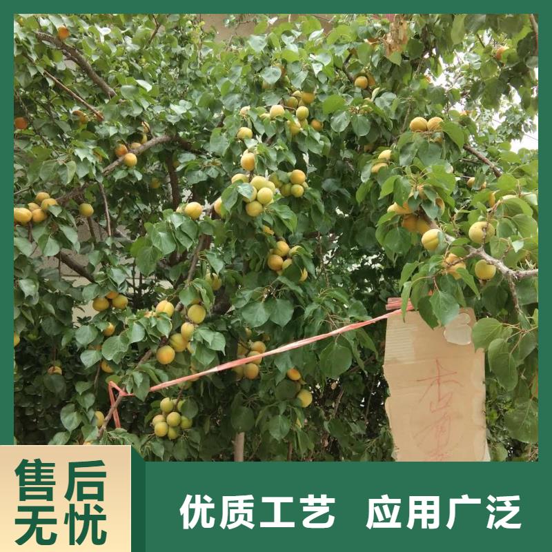 【杏】_石榴树源头厂源头货