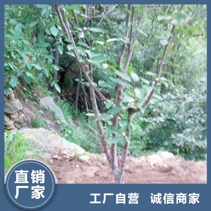 杏石榴苗支持批发零售