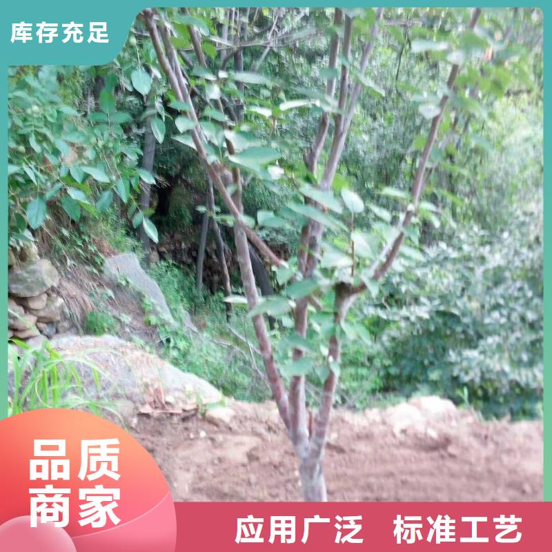 杏樱桃苗实拍品质保障