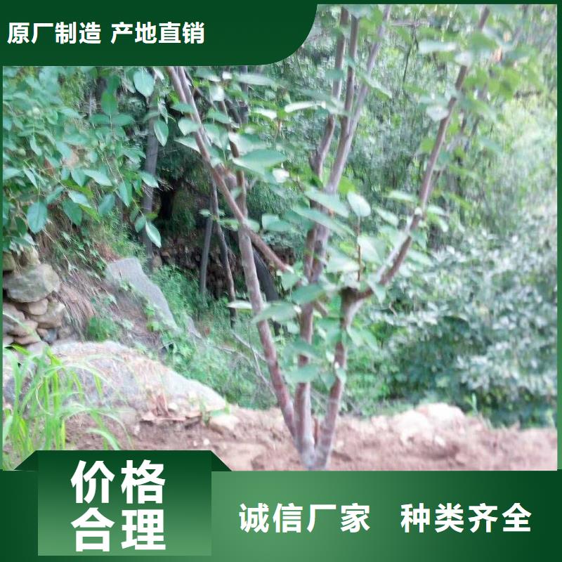 杏板栗苗支持定制贴心售后