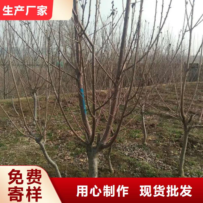 杏【蓝莓苗】厂家直销售后完善