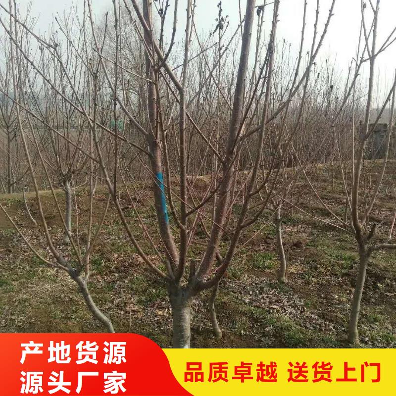 杏板栗苗支持定制贴心售后
