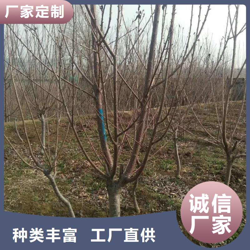 杏石榴苗款式多样