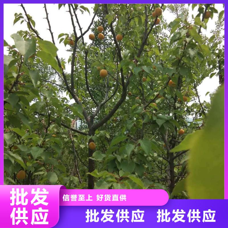 杏板栗苗专业厂家