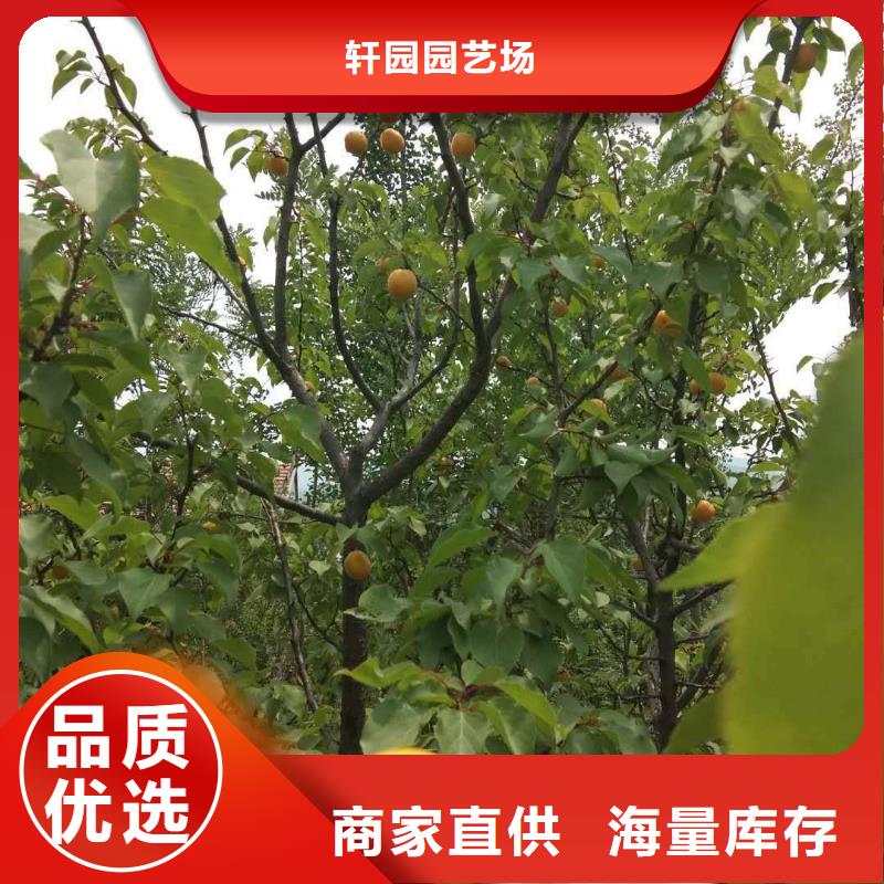 【杏】_石榴树源头厂源头货