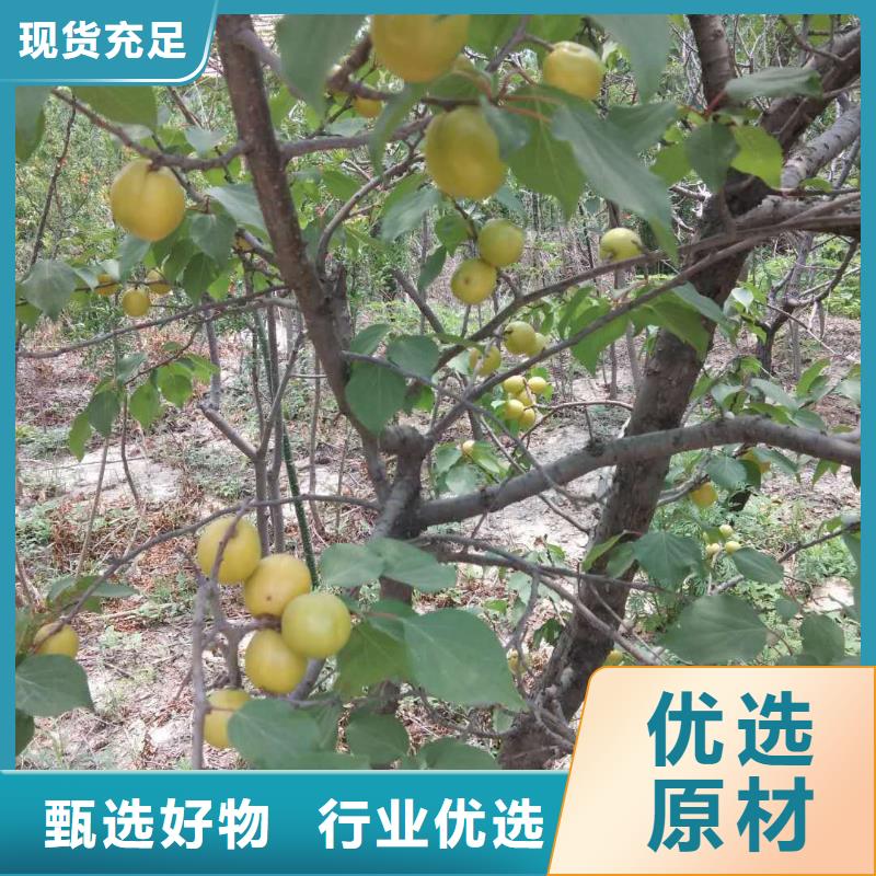 杏_【无花果苗】源厂供货