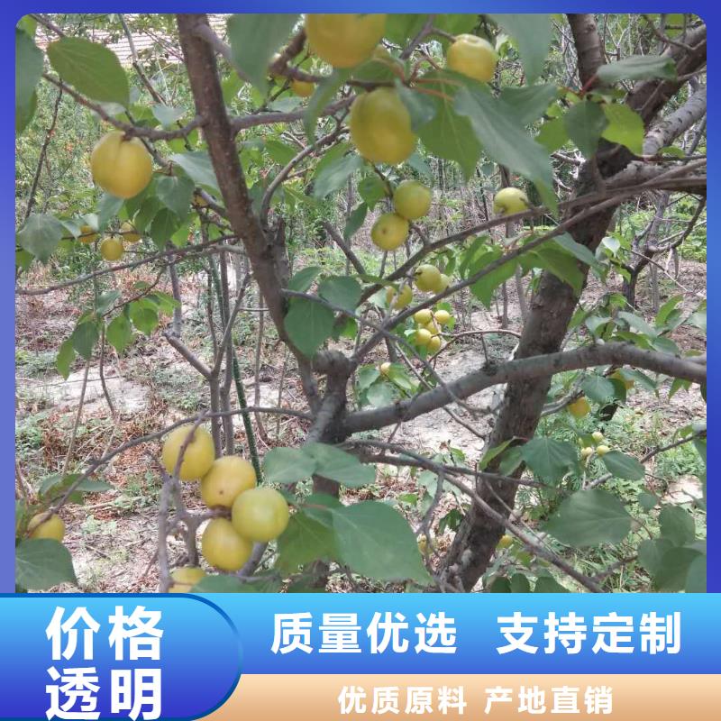 杏石榴树质量层层把关