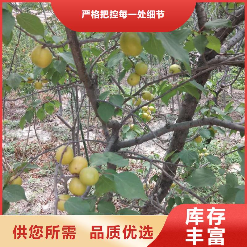 杏板栗苗专业厂家