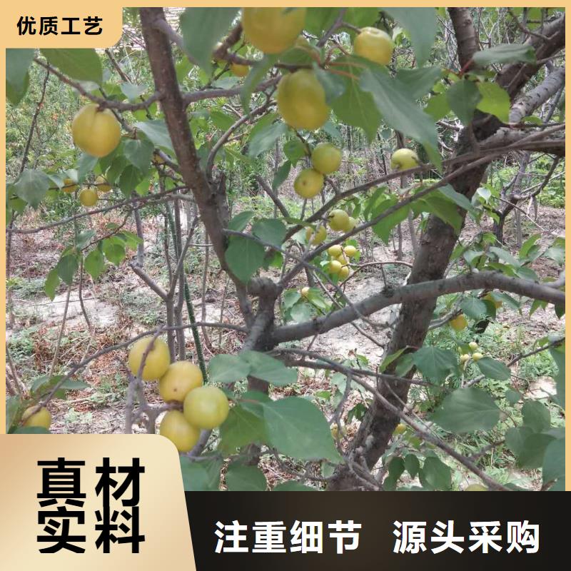 杏樱桃苗实拍品质保障