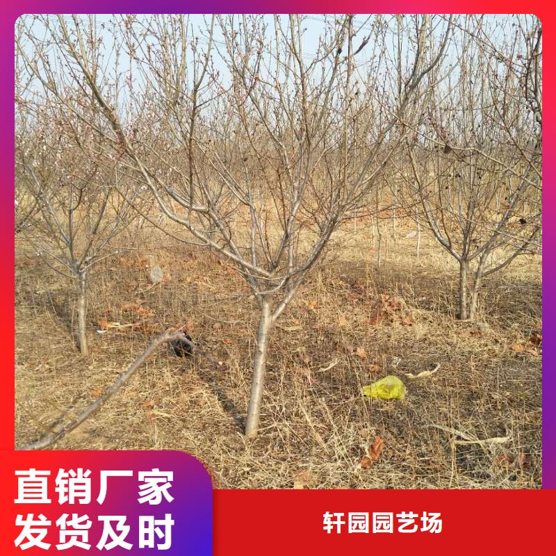 杏玛瑙红石榴苗品牌大厂家