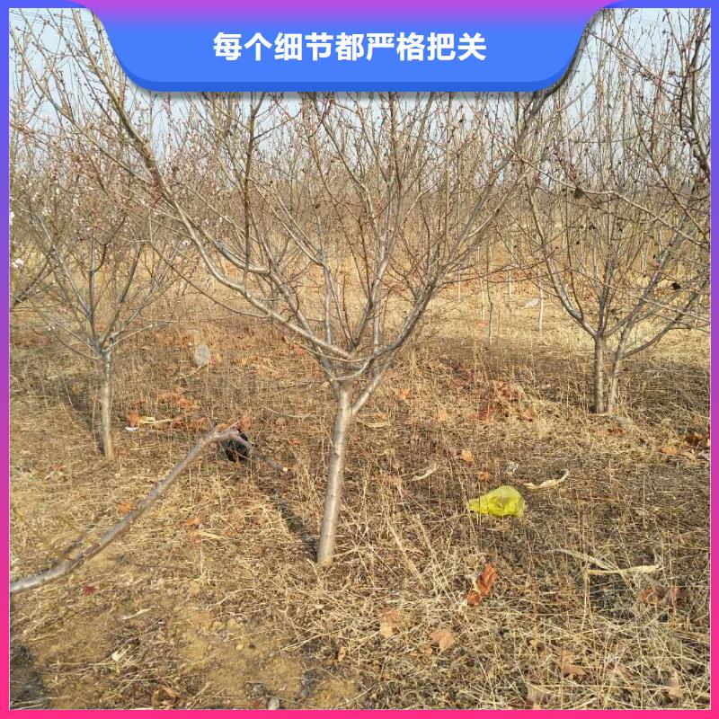 杏奶油草莓拒绝伪劣产品