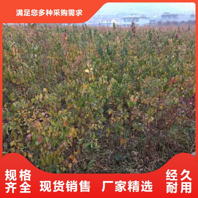 杏,【3公分软籽石榴苗】源头厂家直销