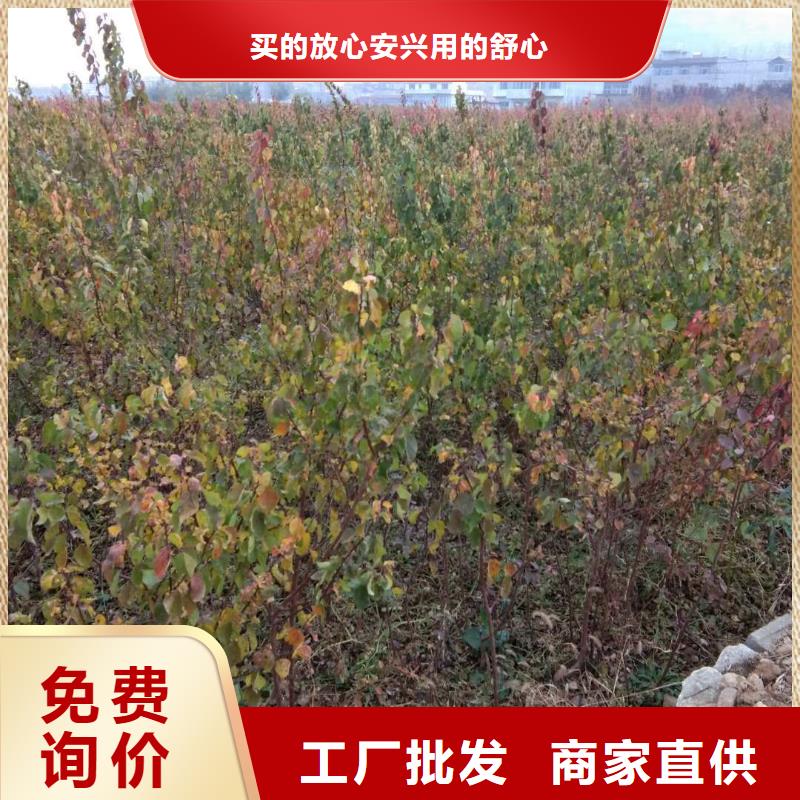 杏石榴树质量无忧