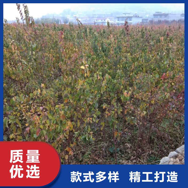 杏苹果苗供货及时