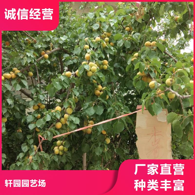 杏苹果苗供货及时