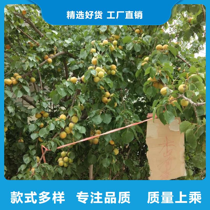 杏玛瑙红石榴苗品牌大厂家