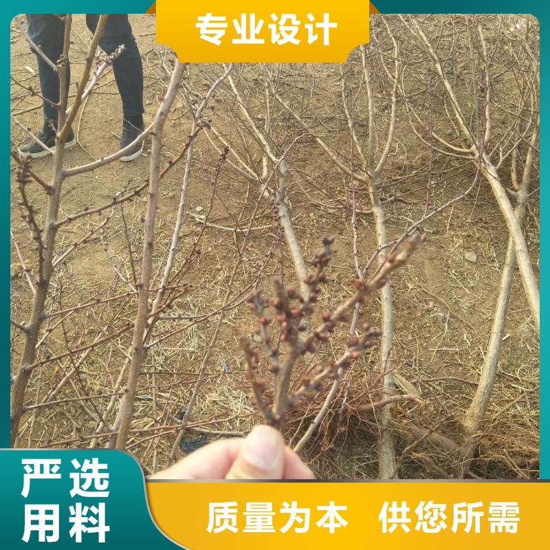 【杏苹果苗专注质量】