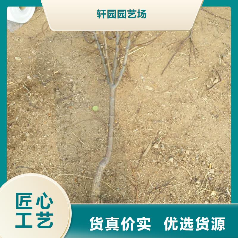 杏石榴树质量无忧