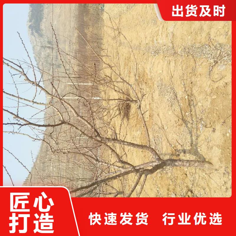 杏_猕猴桃苗供应商