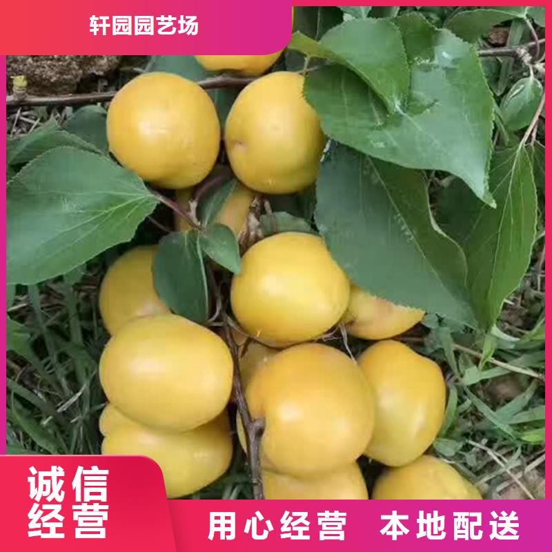 杏樱桃苗信誉至上