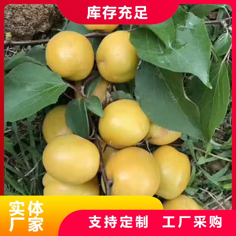 杏苹果苗认准大品牌厂家