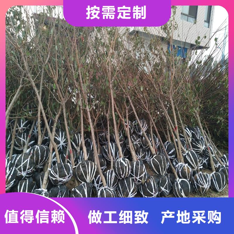 杏樱桃苗专业生产设备