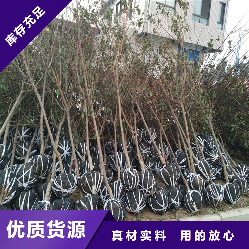杏猕猴桃苗产品优良