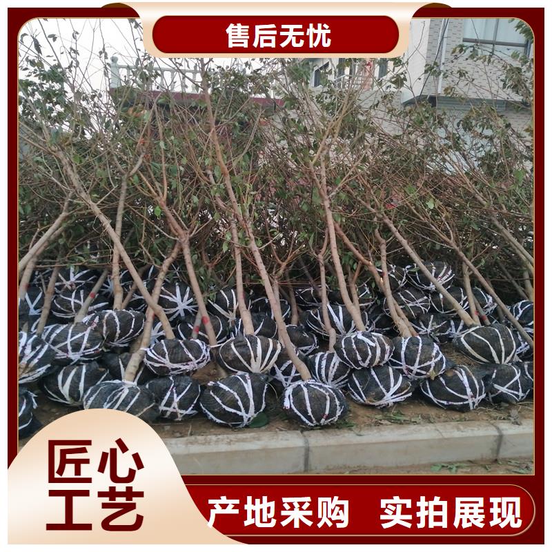 【杏苹果苗专注质量】