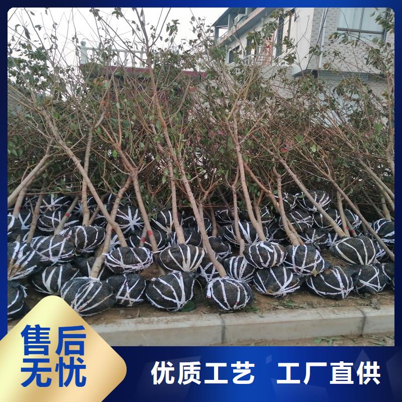 【杏-北美冬青品质服务诚信为本】