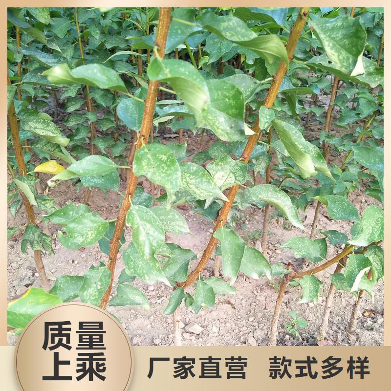 杏猕猴桃苗产品优良