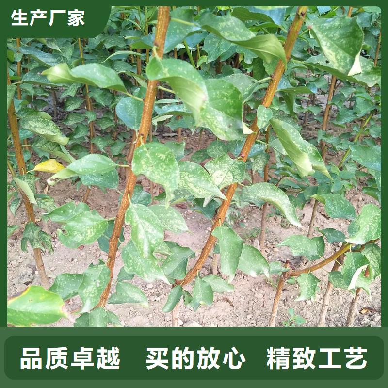【杏苹果苗专注质量】