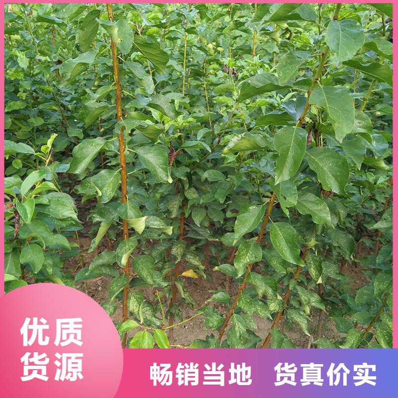 杏樱桃苗生产经验丰富