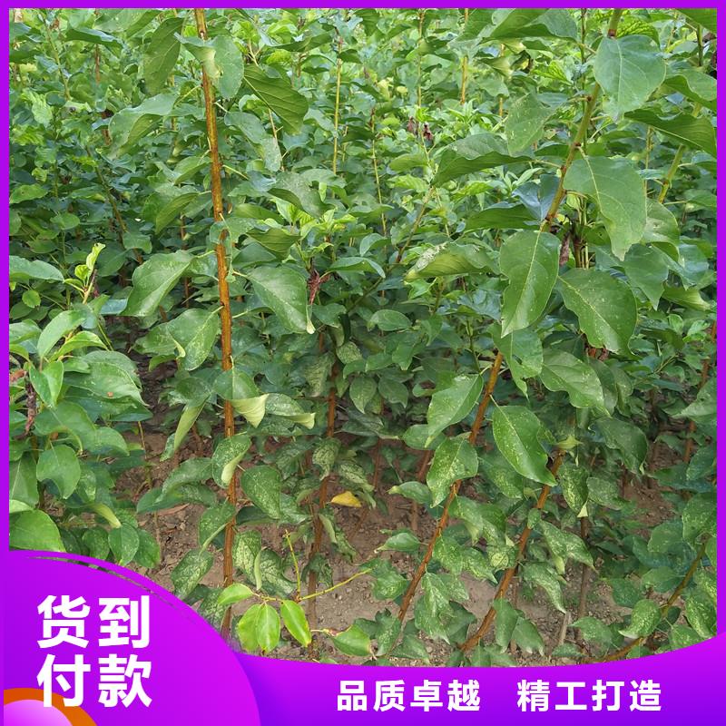 杏,苹果苗源厂直销
